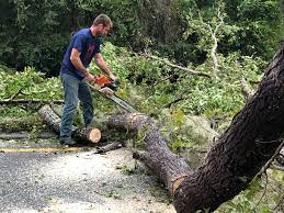 How Our Tree Care Process Works  in  Pine Hill, NJ