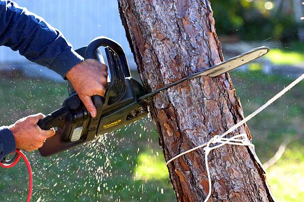 Best Tree Maintenance Programs  in Pine Hill, NJ