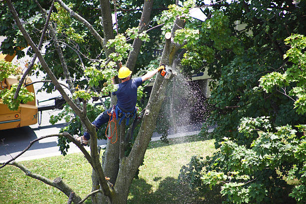 Best Fruit Tree Pruning  in Pine Hill, NJ