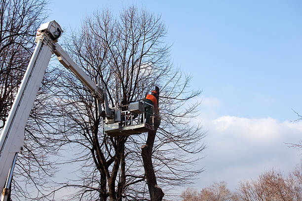 Best Hedge Trimming  in Pine Hill, NJ